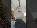 قالتلي لأ لا قعدت سنه انا بجري وراها قالتلي لأ لا قعدت سنه انا بجري وراها
