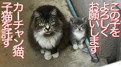 ねこかます Nekokamasu Youtube