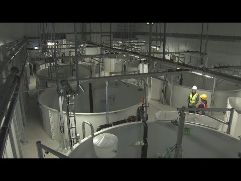 輸入サーモンより安く!? “世界最大級”の陸上養殖施設 ふ化から加工まで全てを三重･津市で 2027年末までに完成目指す