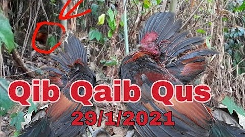 HUNTING.yo hav zoov diab qaib qus lom zem kawg.30/1/2021