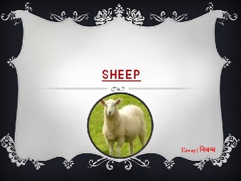 essay on sheep in english for class 2