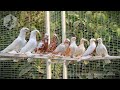 Узбекские двухчубые голуби Каканда и Намангана, октябрь 2021 / Uzbek Pigeons / Usbekische tauben