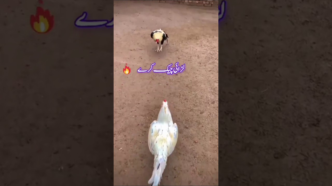 fight for murga white and java