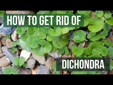 How to Get Rid of Dichondra (4 Easy Steps)