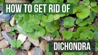 How to Get Rid of Dichondra (4 Easy Steps) screenshot 5