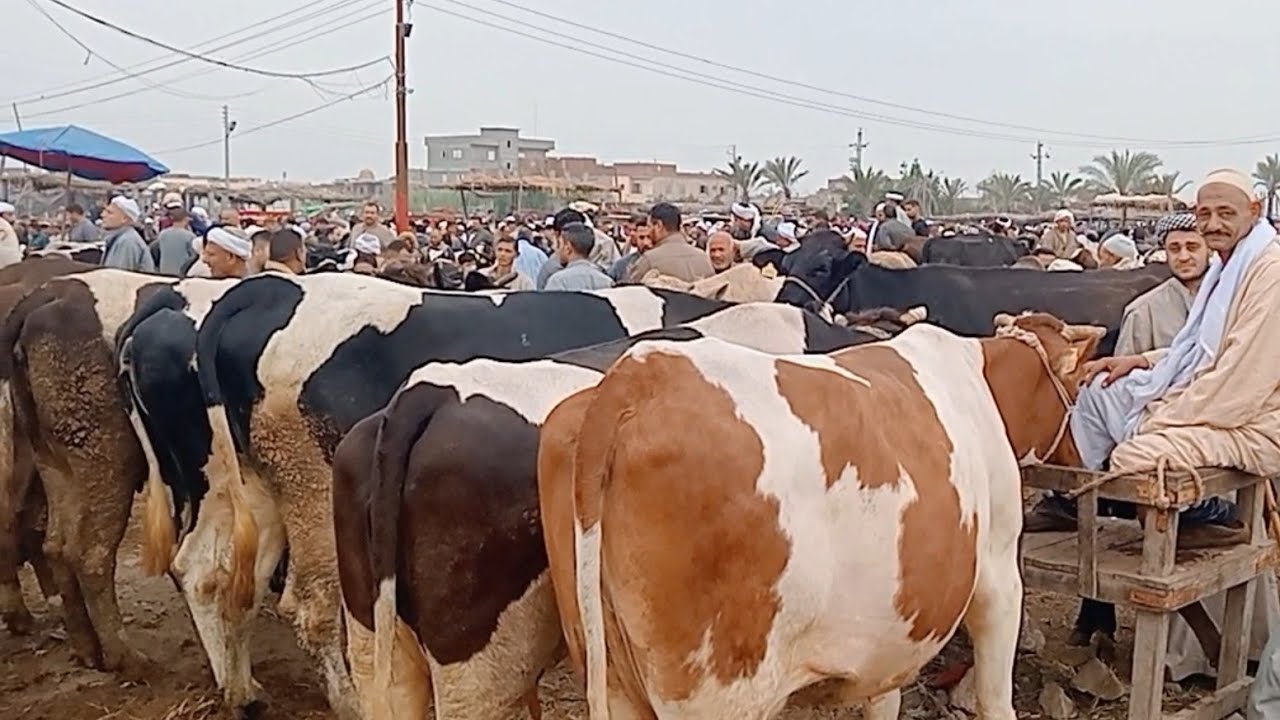 اسعار البقر اللحم في سوق ابو هواش تبع المحموديه بحيره