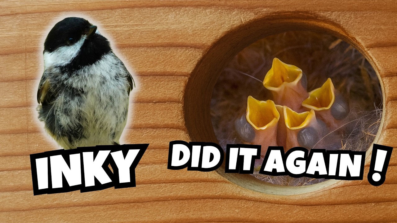 Every Year, This Chickadee Raises a Family in My Backyard Nestbox