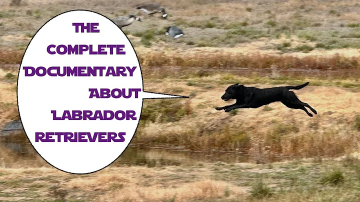 Learn About Labrador Retrievers (FULL Documentary)