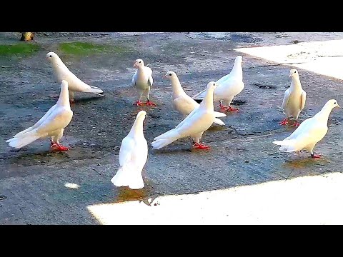 Пошла болезнь у