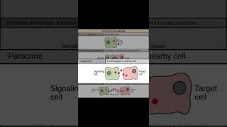 MODOS DE SEÑALIZACIÓN CELULAR #cienciasobredosruedas #biologia #bioquimica #quimica #ciencia
