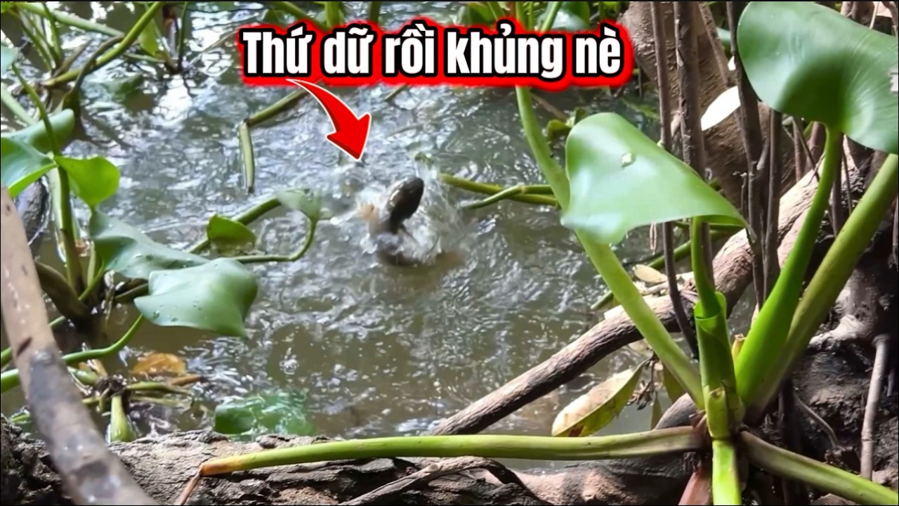 Đụng Thứ Dữ Trong Gốc Gáo Này Rồi / lãng tử miền tây T 107