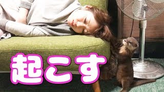 寝ているお姉さんをどうしても起こしたいカワウソ【しゃもじ】　The woman who is woken up to an otter