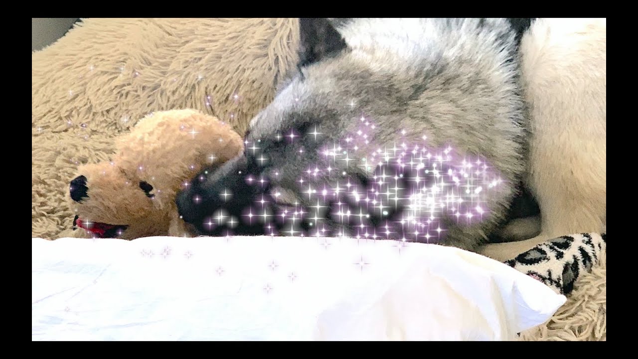 Dog Adopts Stuffed Animals 1st Time Mom Plays Nurses Twinkle Twinkle