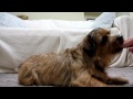 Norfolk Terrier　KOTARO　お手とおかわり。 の動画、YouTube動画。