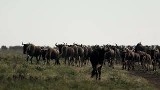 Wildebeest Migration 2022, Serengeti Tanzania - herds move through Seronera