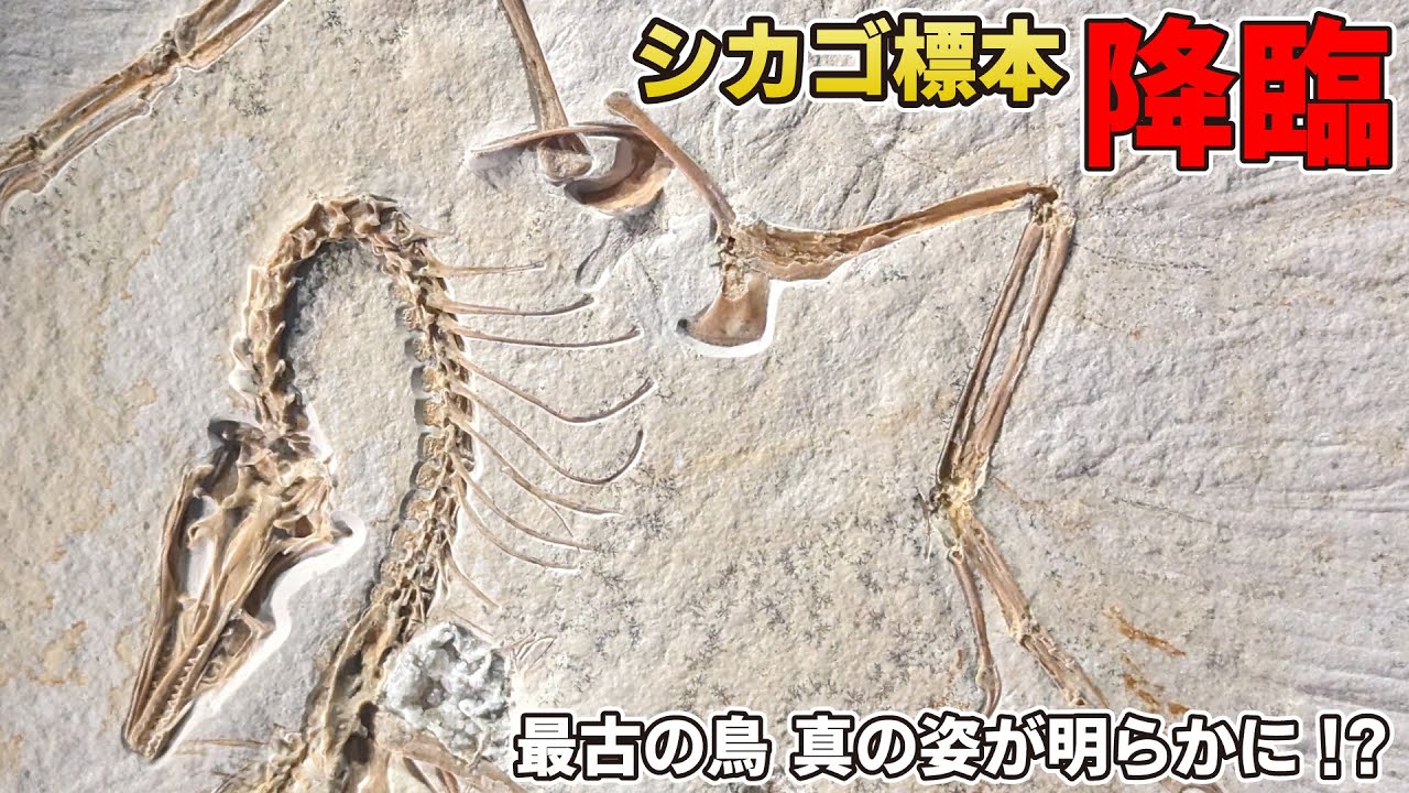 science Bizarre/ Archaeopteryxフェザークロウシルバーバングル 