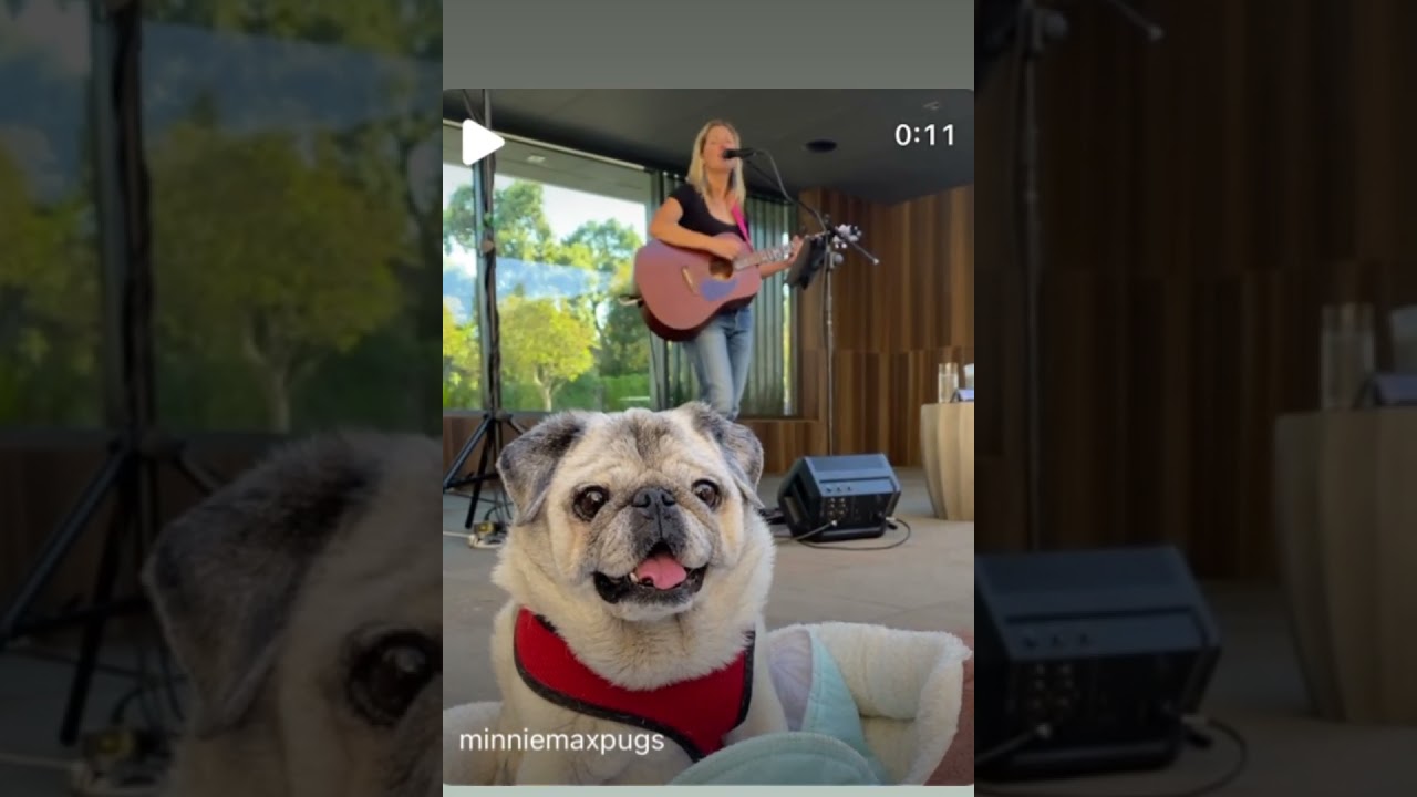 Megan Chenot - Live Musician