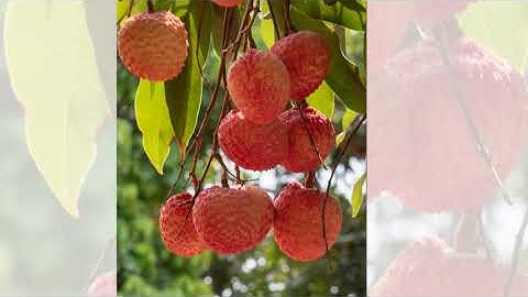 VẢI TRỨNG PHÙ CỪ - NHẠC LÊ MÂY - THƠ NGUYỄN KHẮC HÀO - ẢNH NGUYỄN KHẮC HÀO