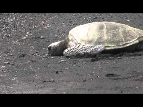 Sea Turtle Basking on a Black Sand Beach