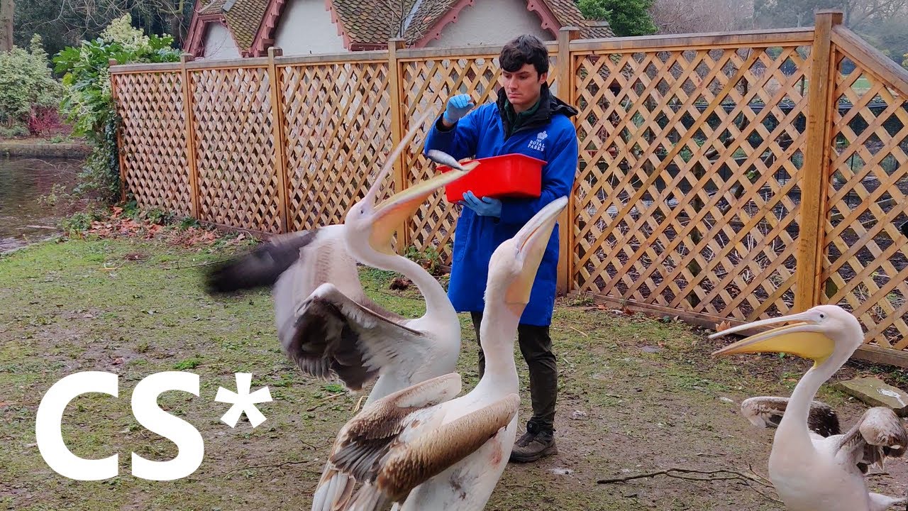 Pelicans feeding time at St James Park, London