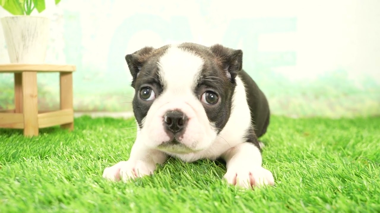 ボストンテリア ペットショップcoo&riku No.00738956 ボストンテリア - YouTube