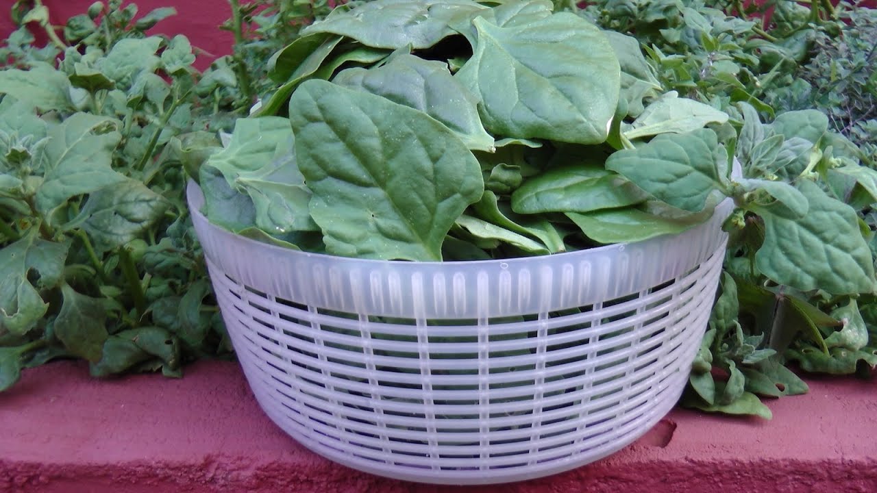Como Plantar Espinafres facilmente em vasos - O Guia Completo