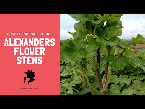 How to Prepare Edible Alexanders Flower Stems