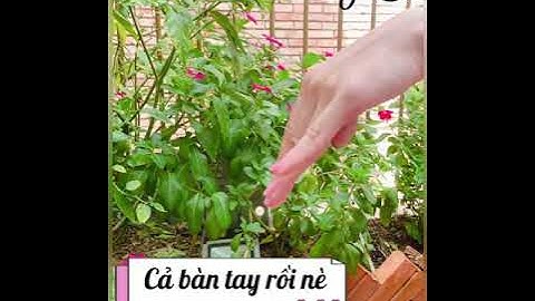 Hướng dẫn tập cho tay dẻo xinh cho các nàng mê múa Cổ Trang