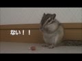 ピーナッツを落として、テンパるリス