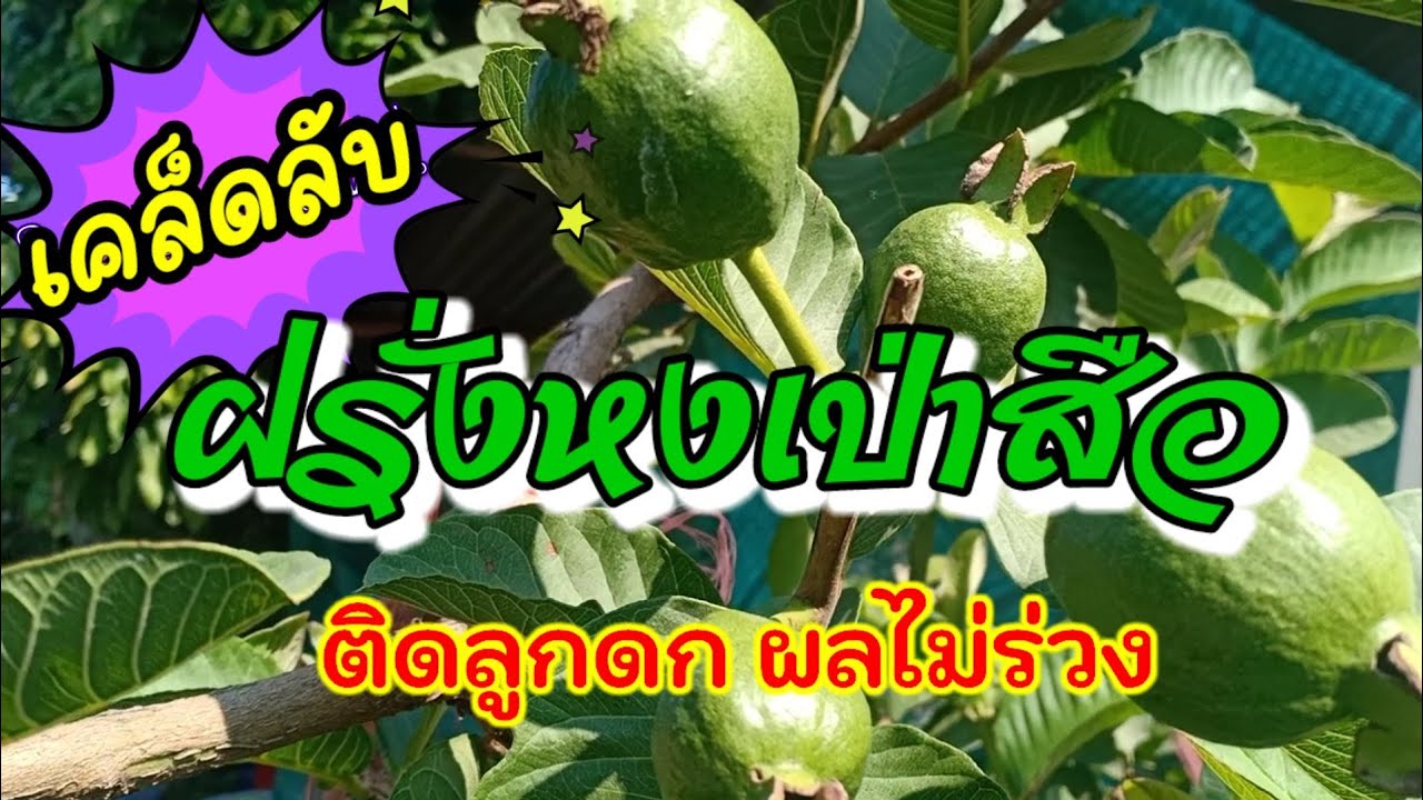 เคล็ดลับวิธีทำให้ฝรั่งหงเปา่สือติดผลดก และไม่ร่วง |สาวน้อยผู้ไท ใจรักษ์เกษตร