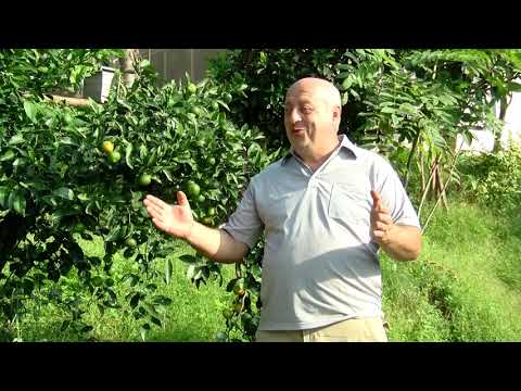 როგორ დაიცვა ფერმერმა ფუტკარი ციტრუსის წამლობისას?