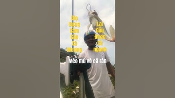 Chuyện lạ,Giọ cám câu cá mương vẫn câu được cá ngạnh sông đà #shorts