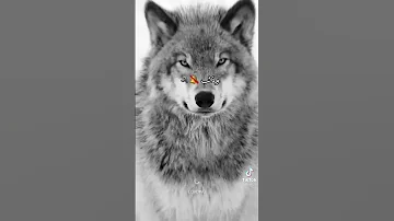 تصميم دموع اليتيم 