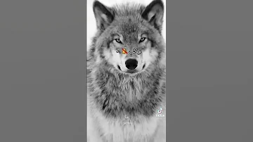 تصميم دموع اليتيم 