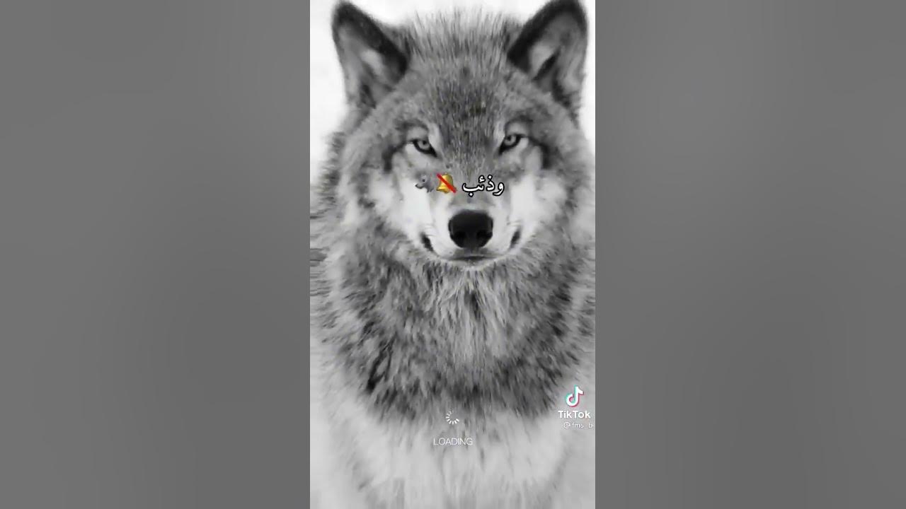 تصميم دموع اليتيم