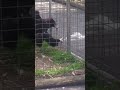 Captive Eagle Hunts Bird Through Cage - #animal #wildlife #eagle