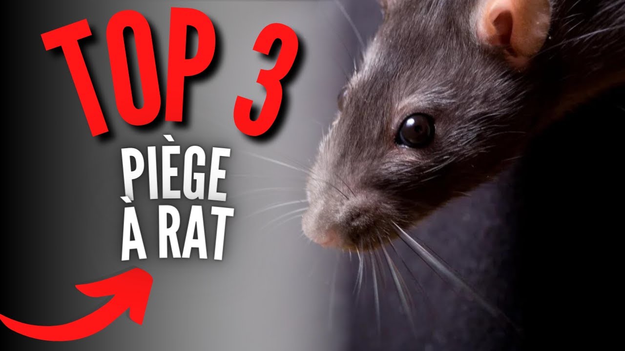 Le PIÈGE À RATS le plus EFFICACE du Monde ⚡🐀 