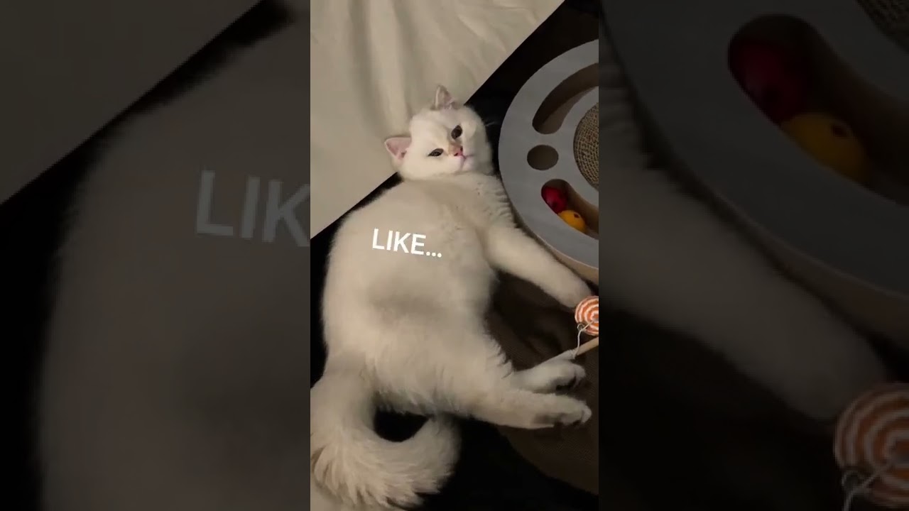 Sassy Cat with ATTITUDE!