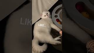 Sassy Cat with ATTITUDE!
