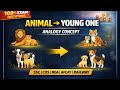 Analogy series animals and their young one