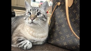 Meet My Purr-fect Family Member: My Cat-Cookie! #cute #catlover #funnycatsvideo by Animals and Pets  472 views 3 months ago 1 minute, 7 seconds