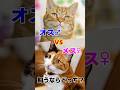 オス猫とメス猫の性格・行動・体型の違い #猫 #猫雑学 #ねこたんの解説