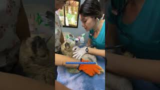 3 Toed Sloth Rescue The Story Of Queso