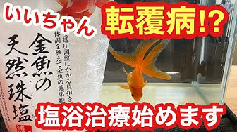 転覆病 Youtube