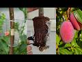 🌿Ready to grow your own mango tree at home, How to propagate mango tree by air layering!