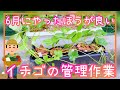 失敗しない♪イチゴ/6月の管理作業/家庭菜園/プランター栽培/2023年