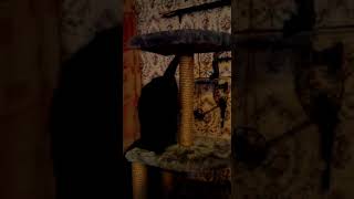 Маленький фильм о счастливой кошечке Мейн куне. A little film about happy kitty Maine Coon Маленький фильм о счастливой кошечке Мейн куне. A little film about happy kitty Maine Coon