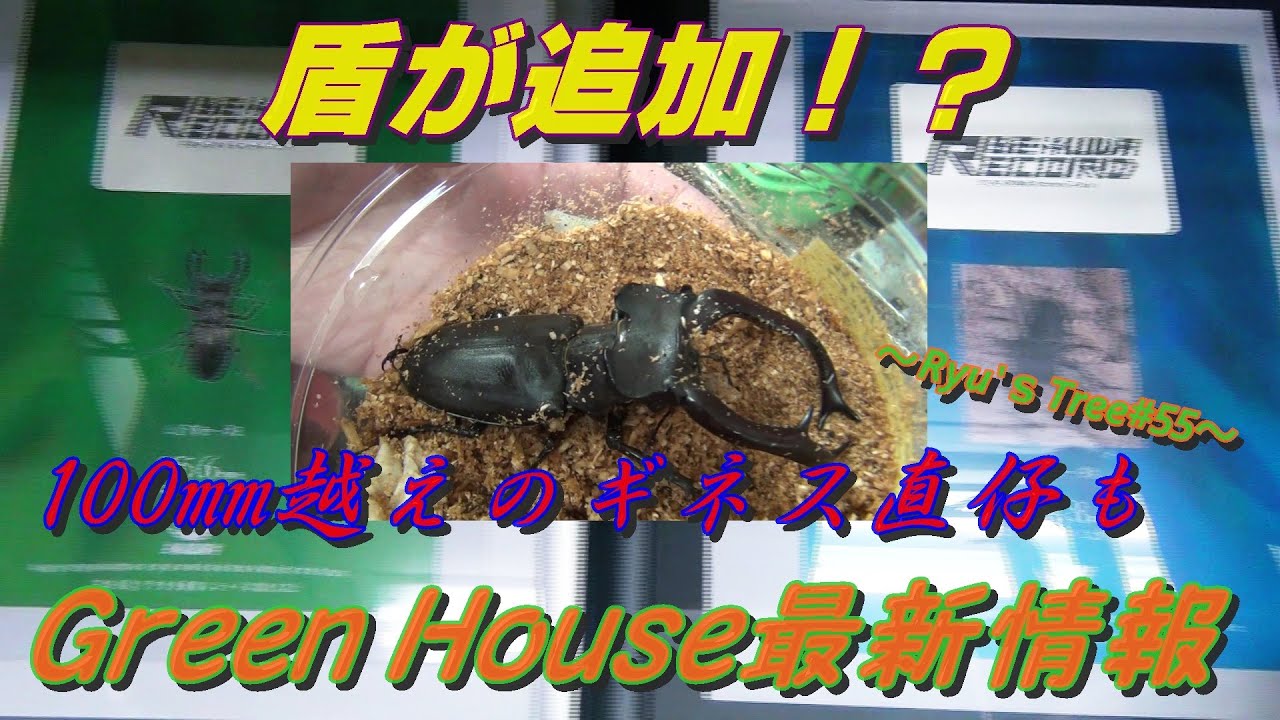 【BE-KUWAギネスホルダーのお店】二つ目の盾！？Green House最新情報　Ryu's Tree#55【店舗紹介】