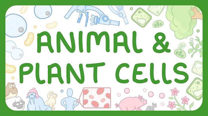 KS3 Biology - Animal & Plant Cells