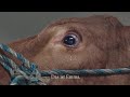 Weinende Kuh, jetzt gerettet! Crying Cow - now saved! with english subtitles